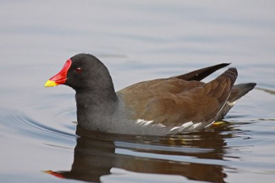 Moorhen