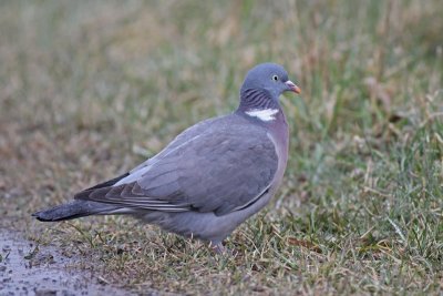 Pigeons, Cuckoos, Woodpeckers, Kingfishers