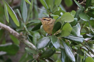 Worm-eating Warbler