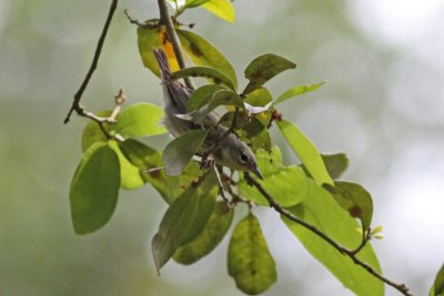 Cerulean Warbler