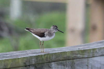 Solitary Sandpiper