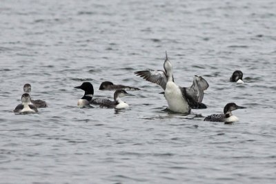 Common Loons