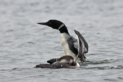 Common Loons