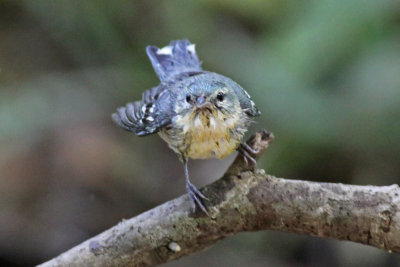 Cerulean Warbler