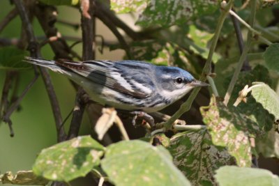 Cerulean Warbler