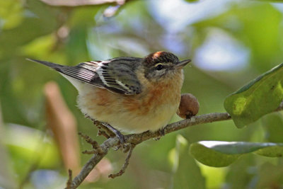 Bay-breasted Warbler