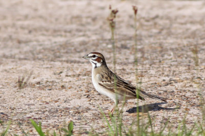 Lark Sparrow