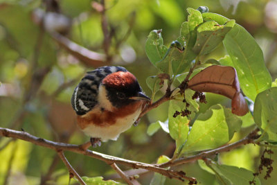 Bay-breasted Warbler