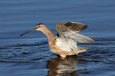 Long-billed Dowitcher