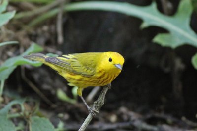 Yellow Warbler