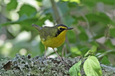 Kentucky Warbler