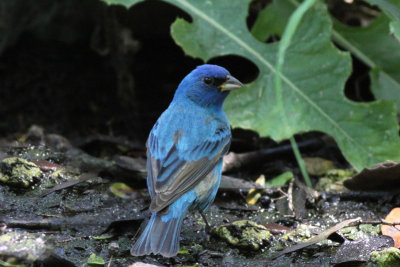 Indigo Bunting