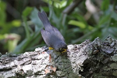 Canada Warbler