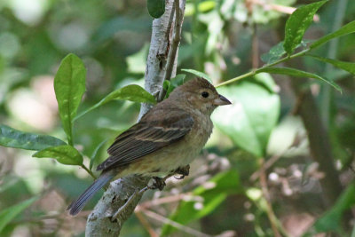 Indigo Bunting