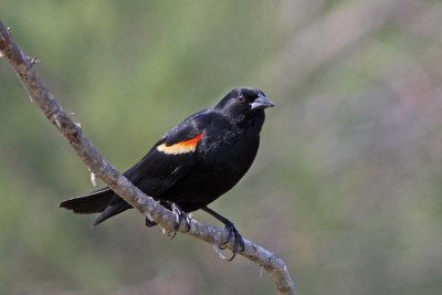 Red-winged Blackbird