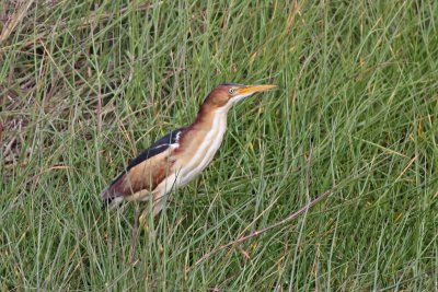 Least Bittern