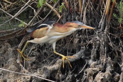 Least Bittern