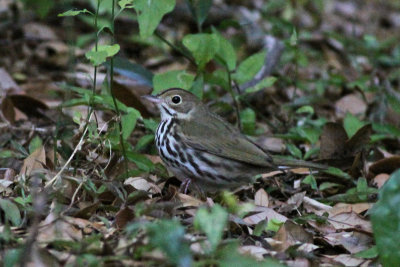 Ovenbird