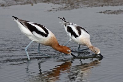 American Avocets