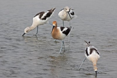 American Avocets