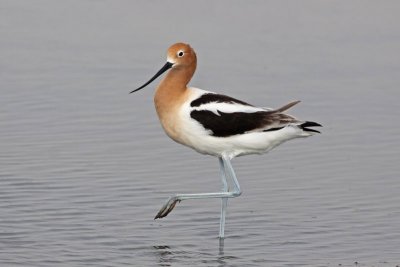 American Avocets