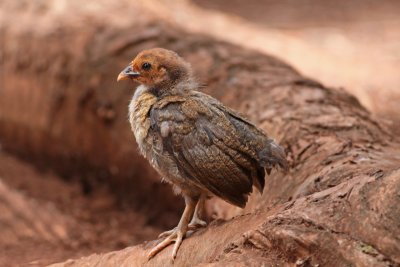 Young Red Junglefowl hybrid
