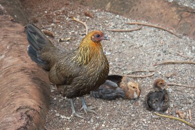 Red Junglefowl (hybrids)