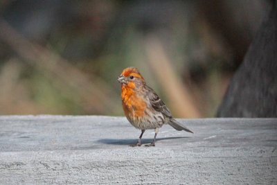 House Finch