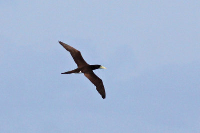 `A  (Brown Booby)