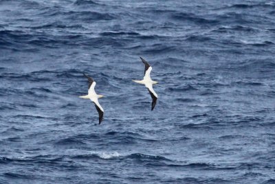 `A  (Red-footed Booby)