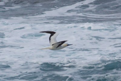 `A  (Red-footed Booby)