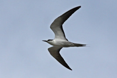 `Ewa`ewa (Sooty Tern)