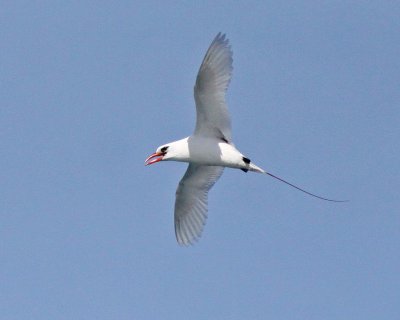 Koa`e `ula  (Red-tailed Tropicbird)