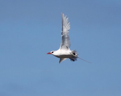 Koa`e `ula  (Red-tailed Tropicbird)