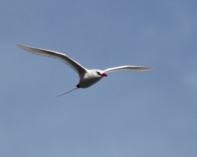 Koa`e `ula  (Red-tailed Tropicbird)