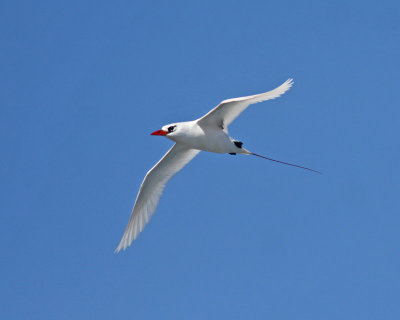 Koa`e `ula  (Red-tailed Tropicbird)