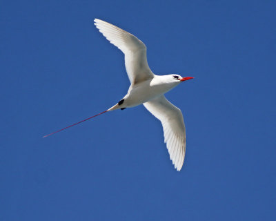 Koa`e `ula  (Red-tailed Tropicbird)