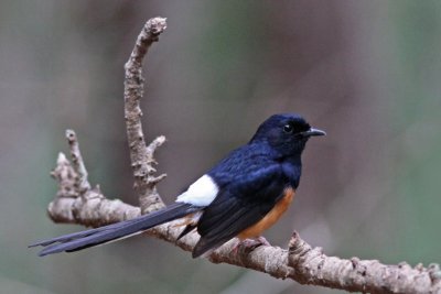 White-rumped Shama