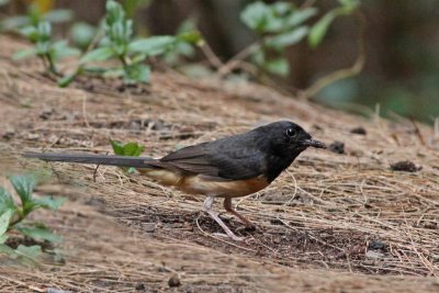 White-rumped Shama