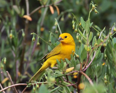 Saffron Finch