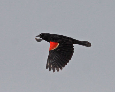 Red-winged Blackbird