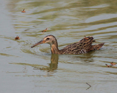 Clapper Rail