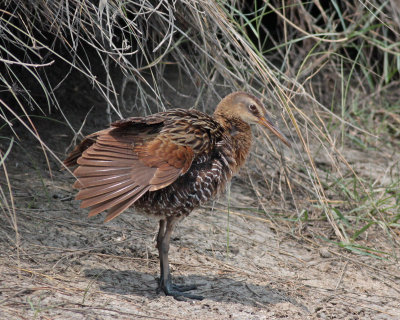Clapper Rail