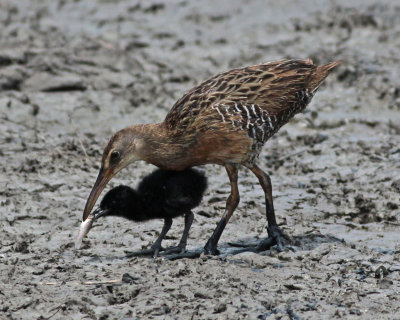 Clapper Rail feeding chick