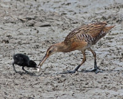 Clapper Rail feeding chick