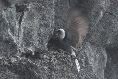 Noio (Hawaiian Noddy) at nest site.