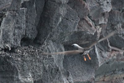 Noio (Hawaiian Noddy) going to nest site.