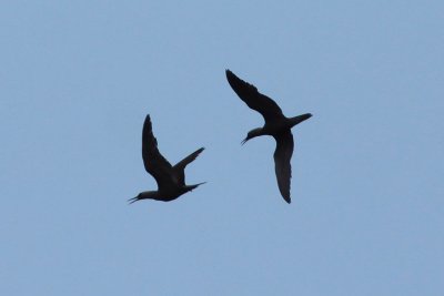 Noio (Hawaiian Noddy)
