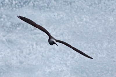 Noio (Hawaiian Noddy) above sea spray.
