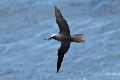 Noio (Hawaiian Noddy)